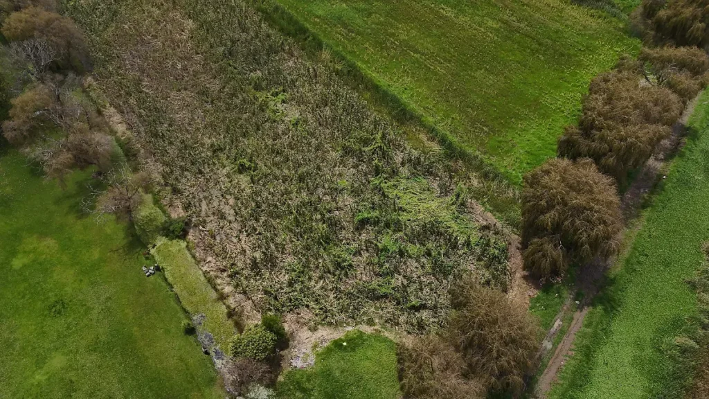 Lluvias y fugas del Cutzamala generan pérdidas de hectáreas de maíz en Lerma